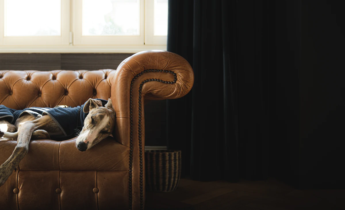 A calm dog resting by a window.