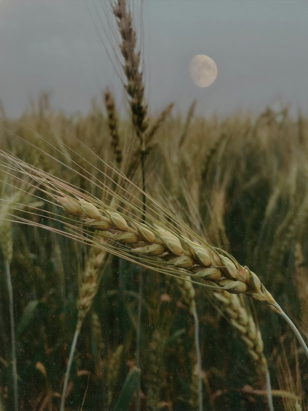 a close up of a wheat field with a full moon in the background