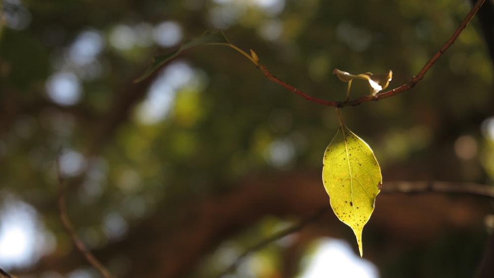 a yellow leaf hanging from a tree branch