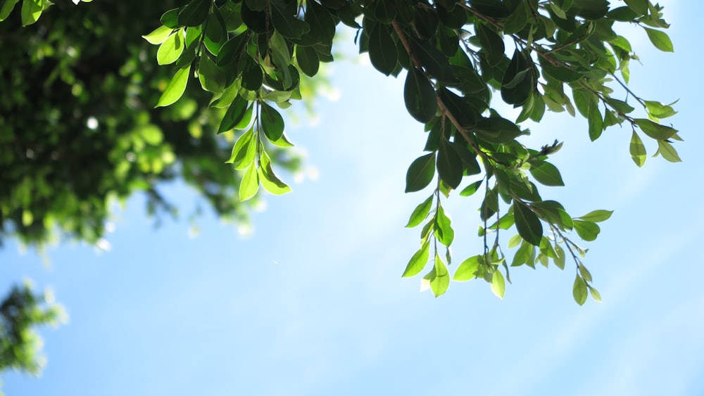 青空を背景に緑の葉を持つ木の枝