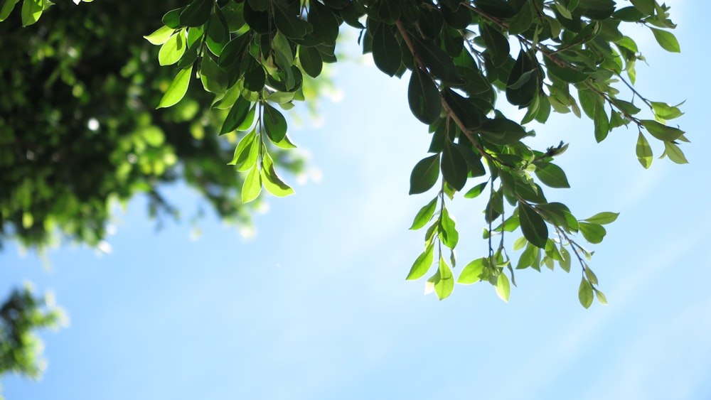 a tree branch with green leaves against a blue sky