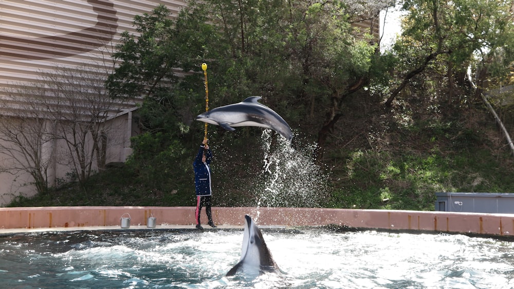 a dolphin is jumping out of the water