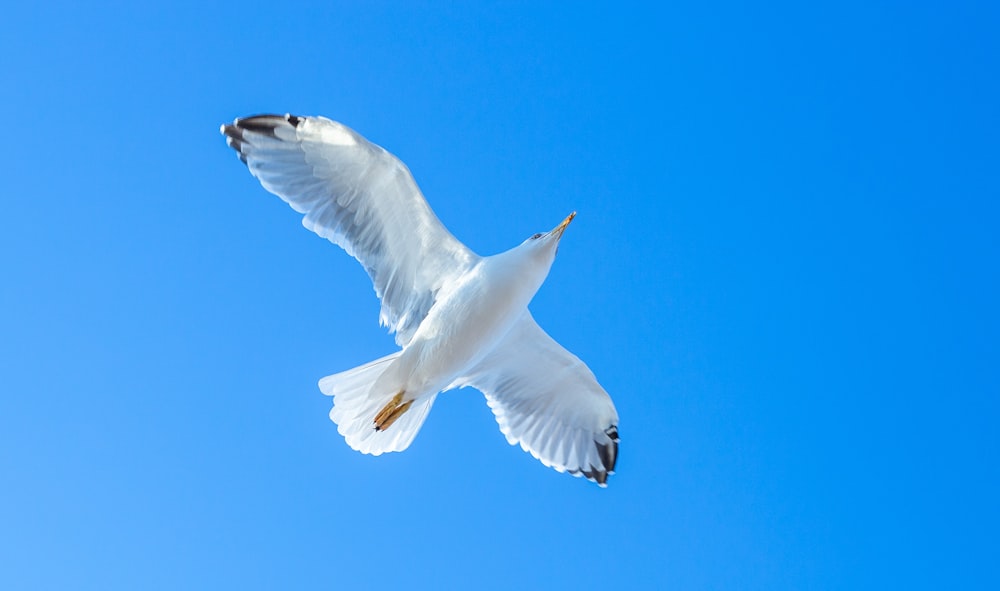 a white bird flying through a blue sky