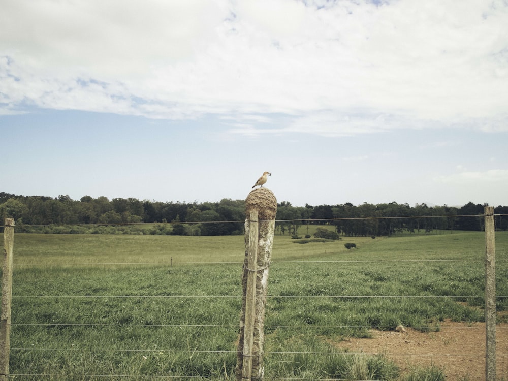 a bird sitting on top of a wooden post in a field