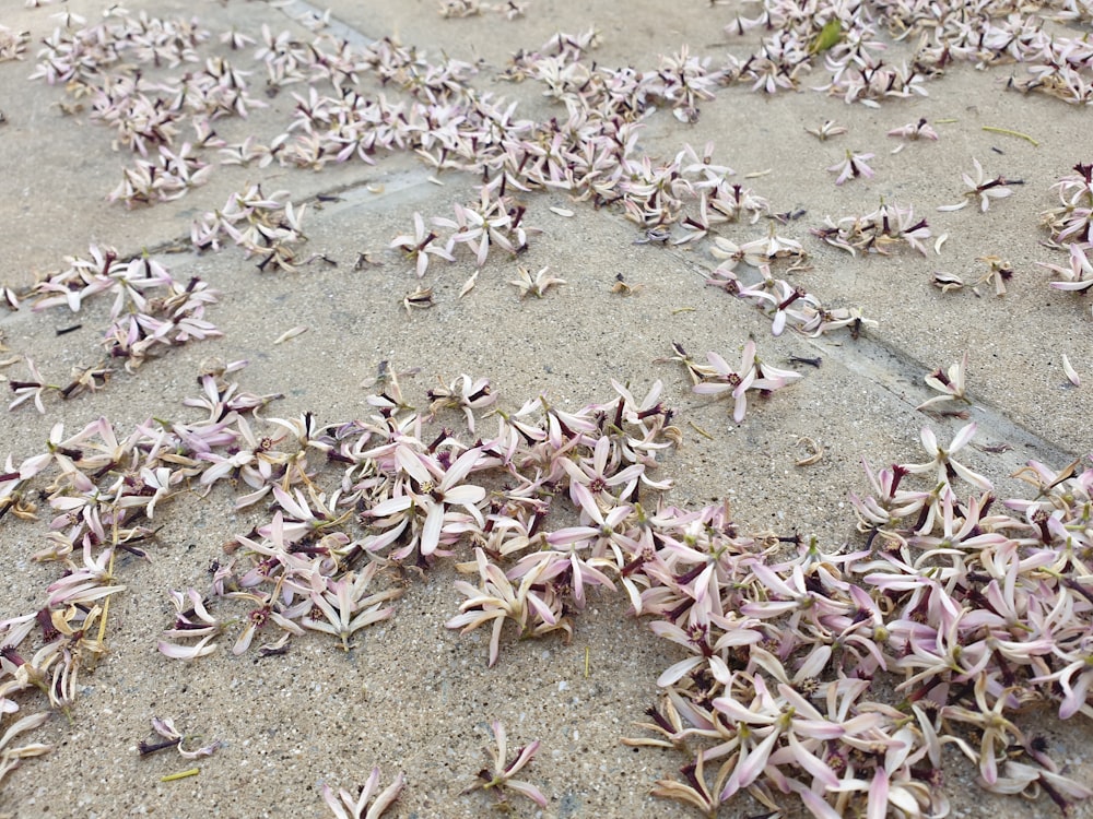 a bunch of purple flowers that are on the ground