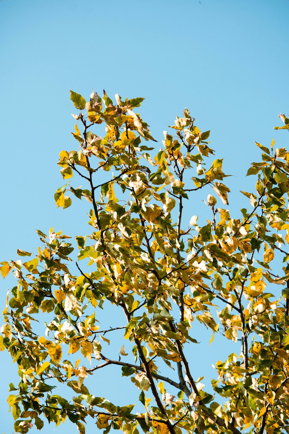 a tree with yellow leaves against a blue sky