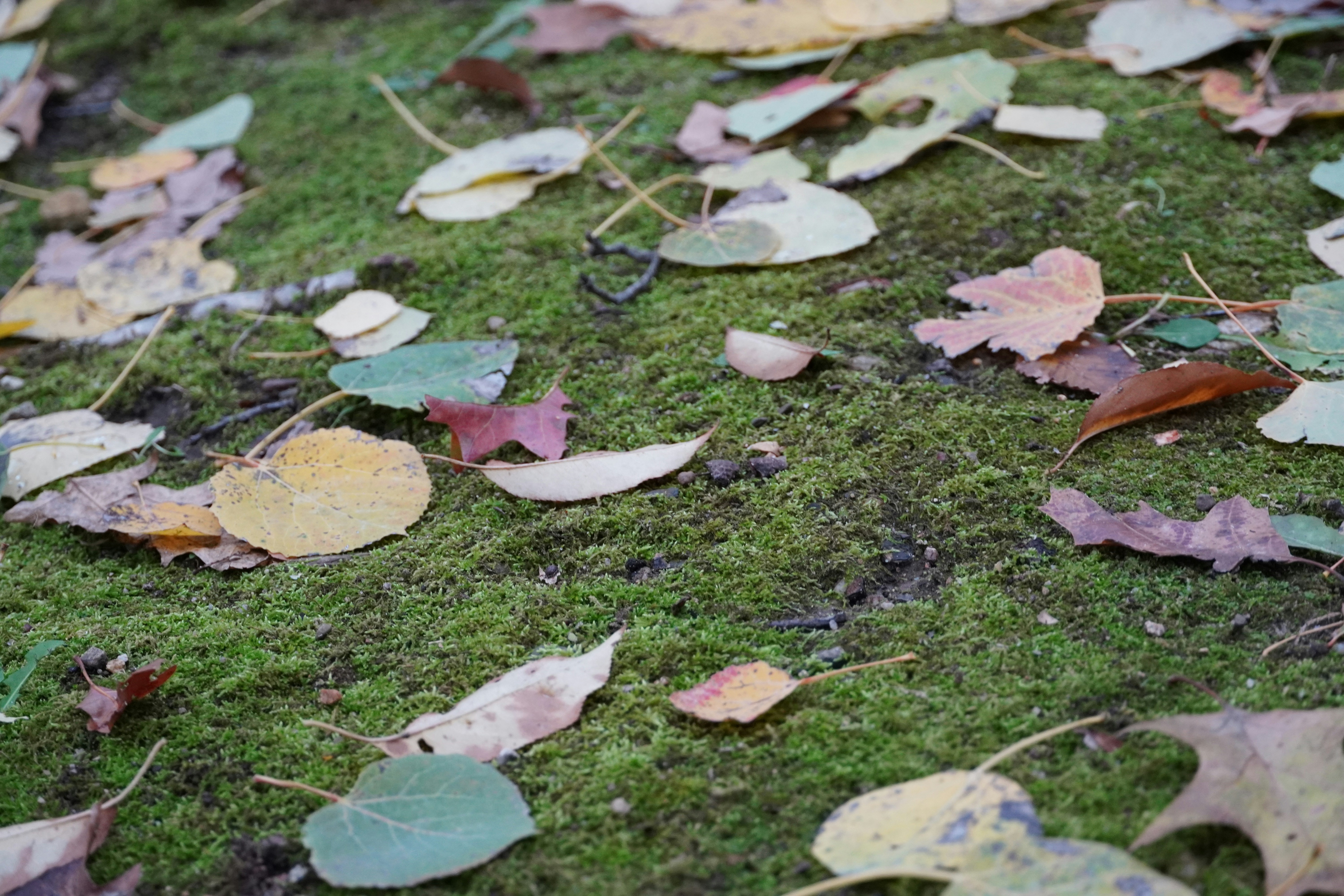 Photo by calecrunchy