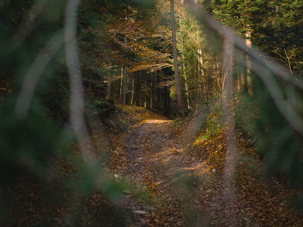 a path through a forest with lots of trees