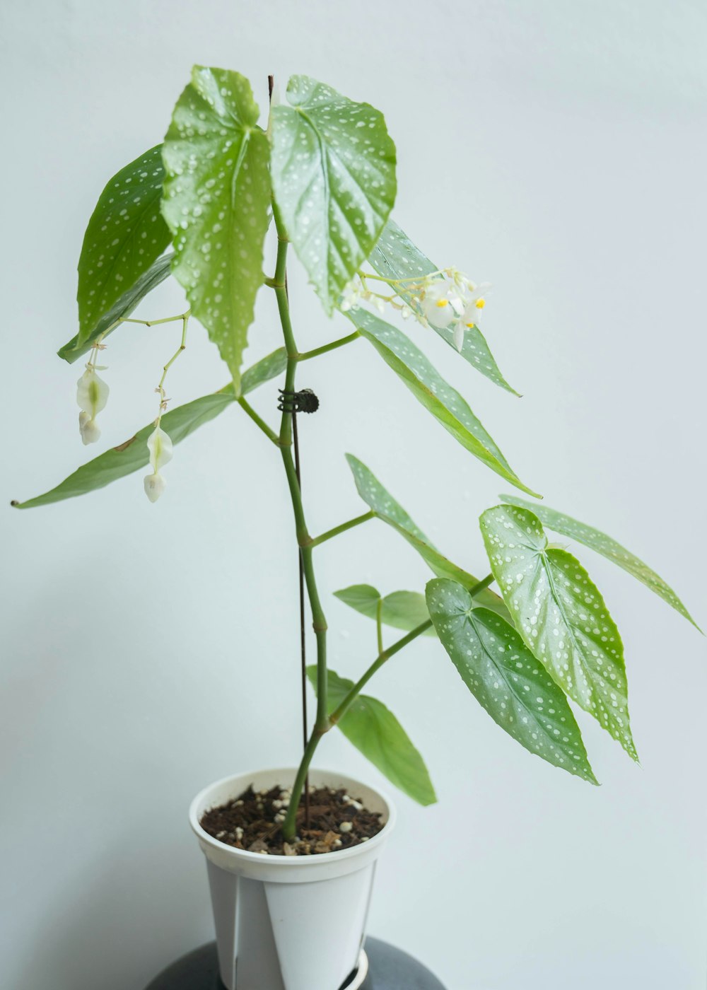 a potted plant with white flowers and green leaves