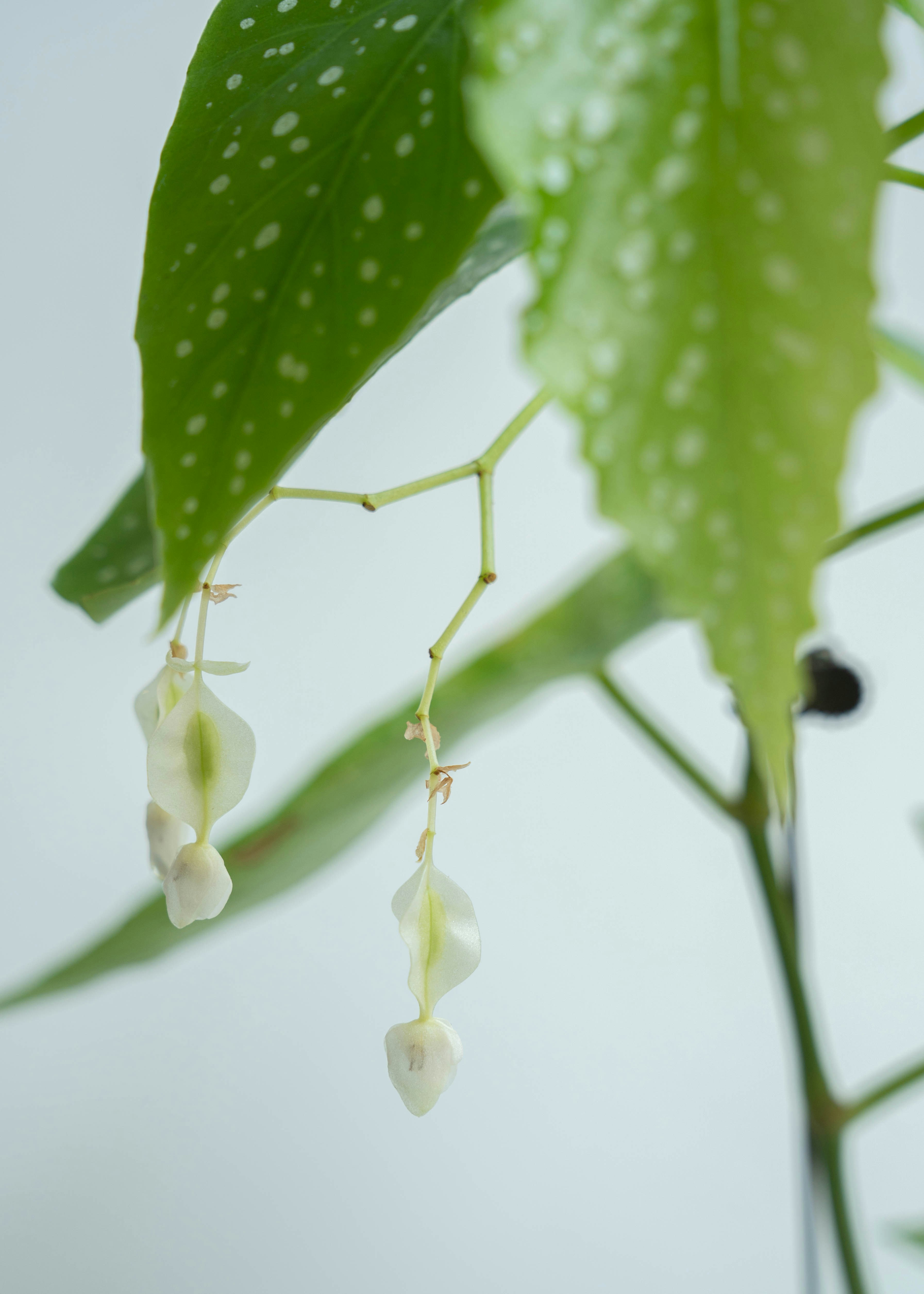 a plant with white flowers hanging from it's stems