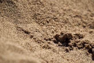 a close up of a bird's footprints in the sand