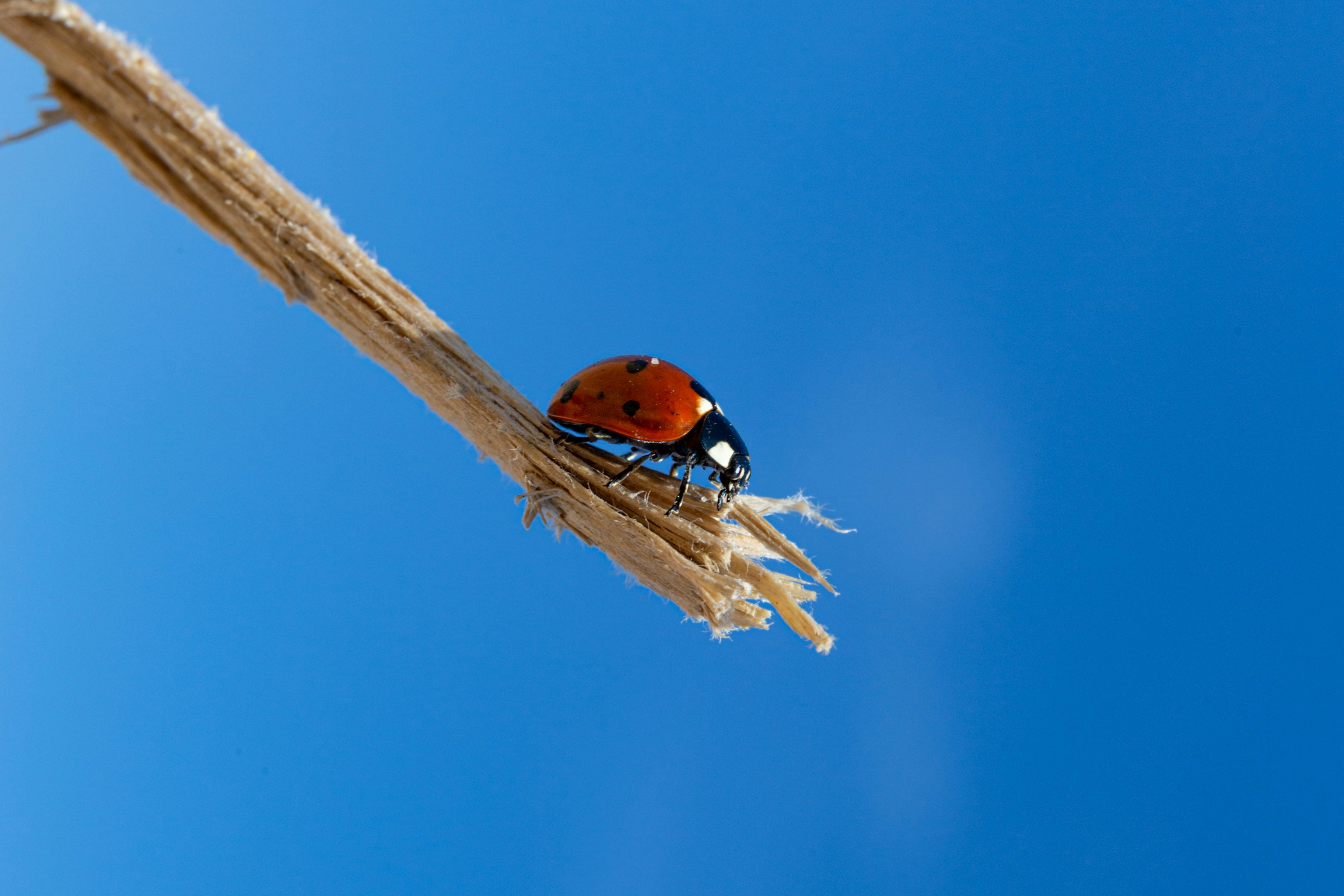 Firebird Database Management