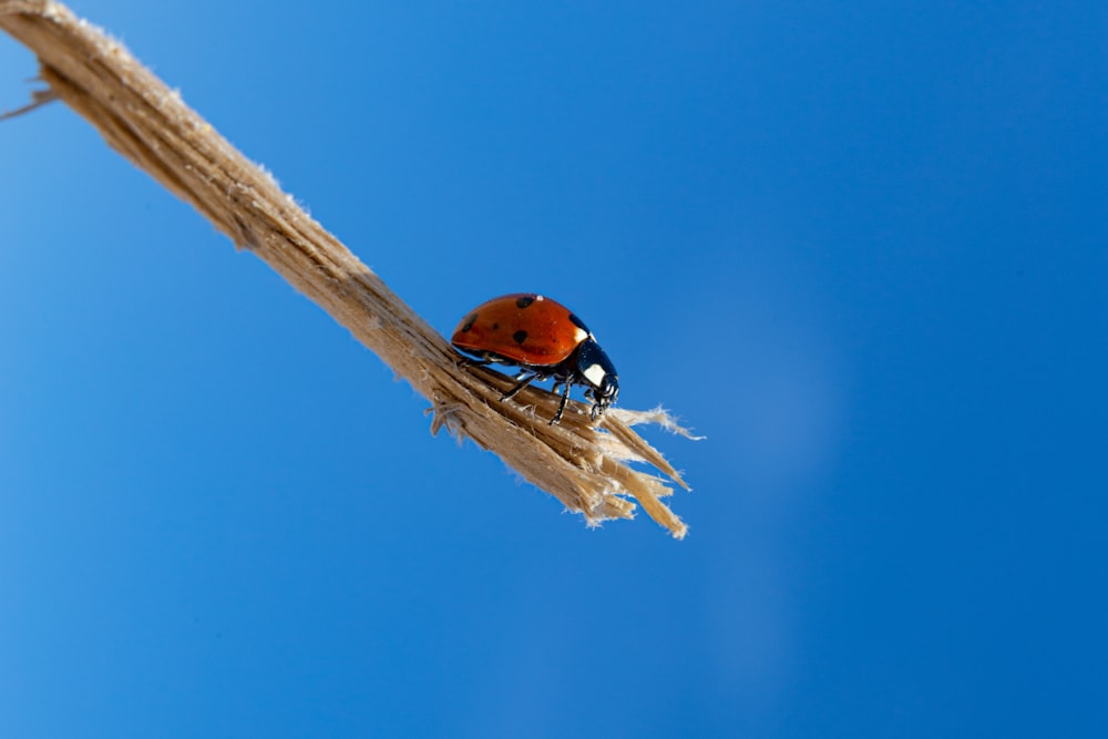 a lady bug sitting on top of a dried plant