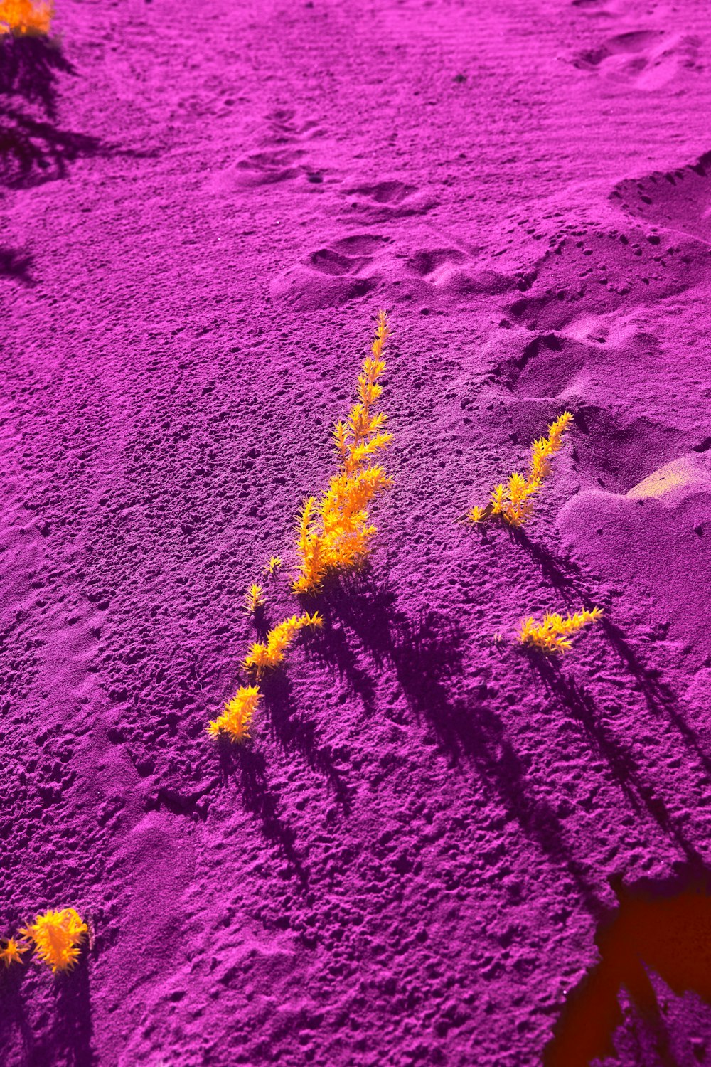 a purple field with yellow flowers on it