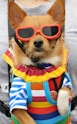 a small dog wearing sunglasses and a backpack