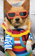 a small dog wearing sunglasses and a backpack