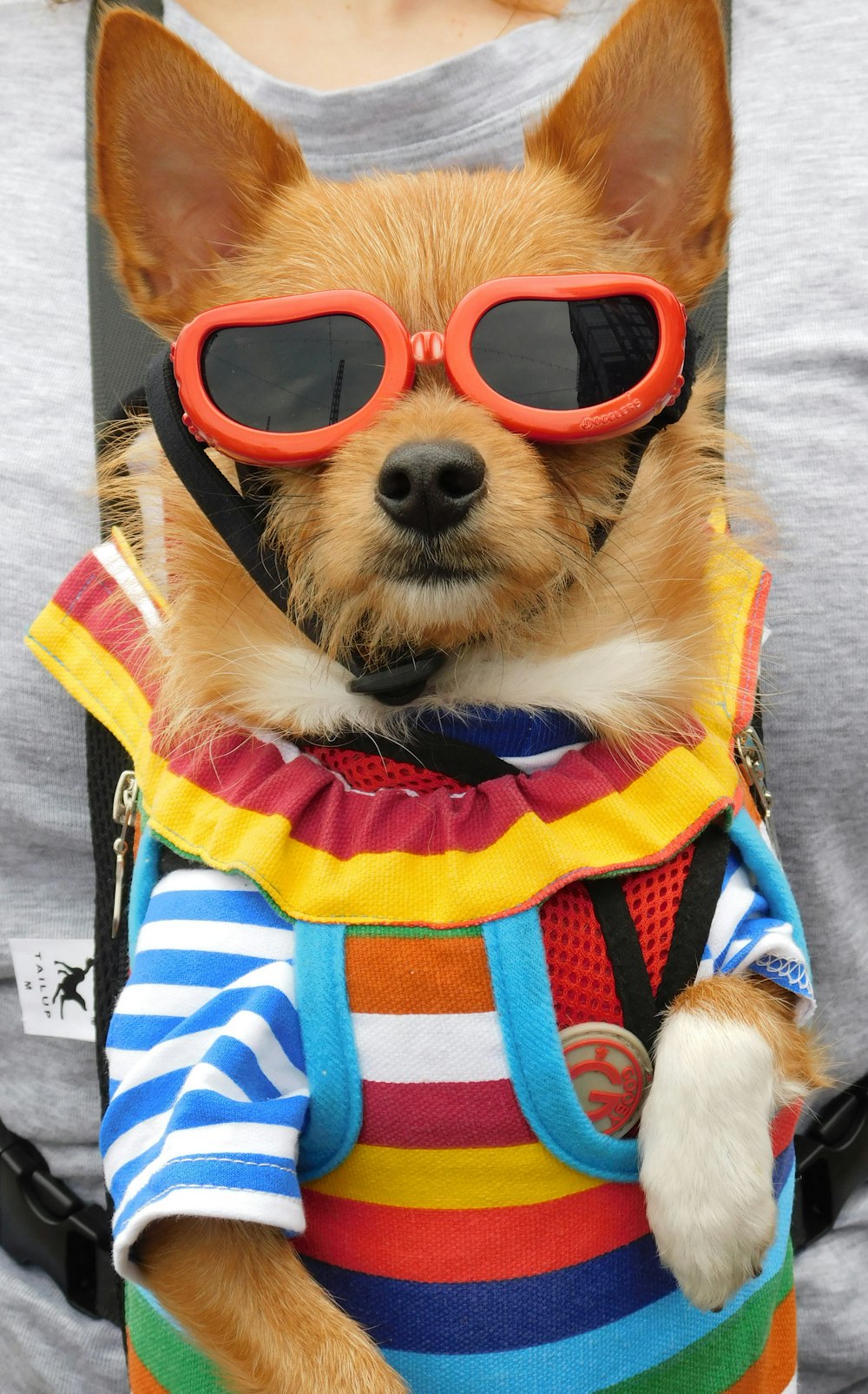 ein kleiner Hund mit Sonnenbrille und Rucksack