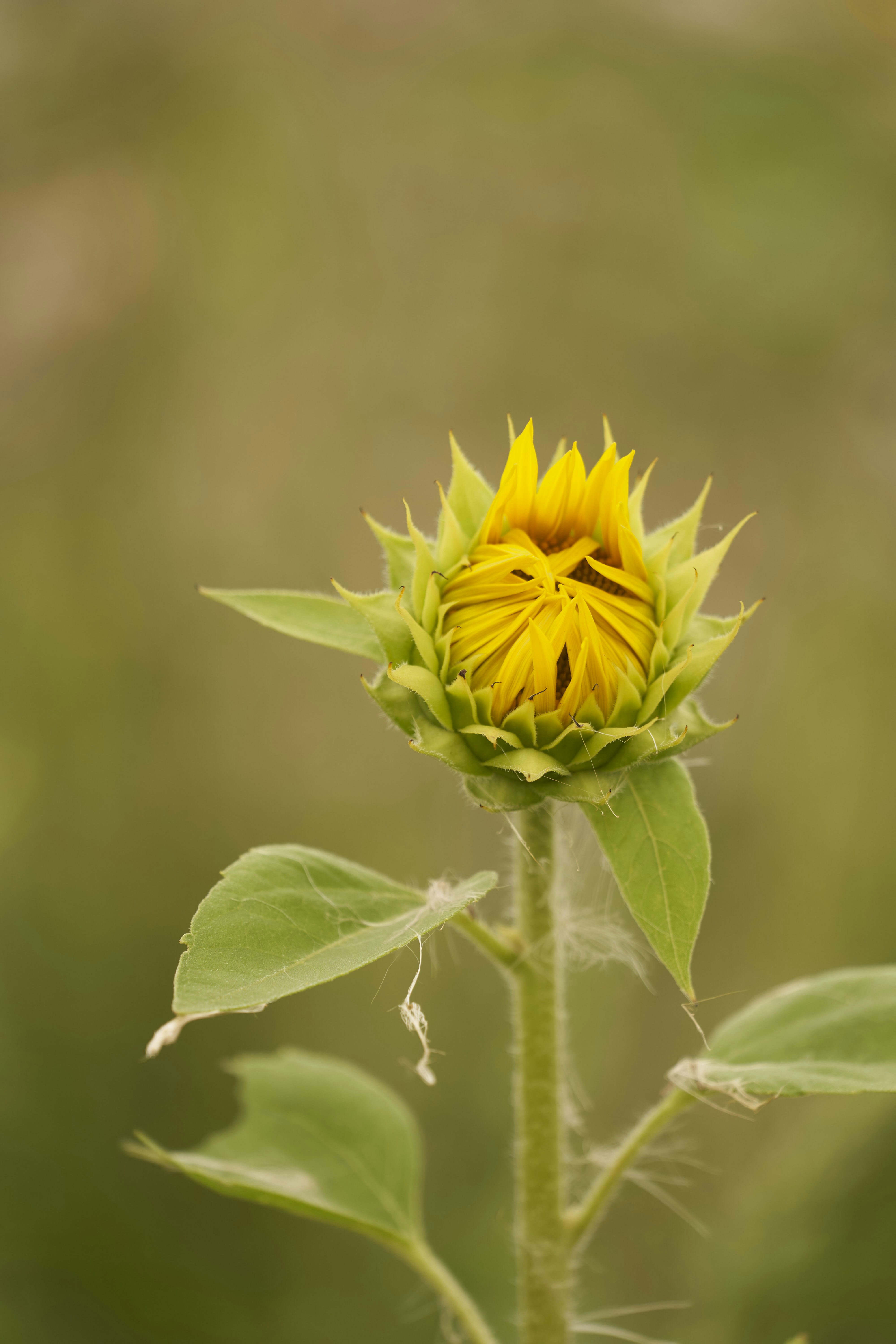 Photo by wolfgang_hasselmann