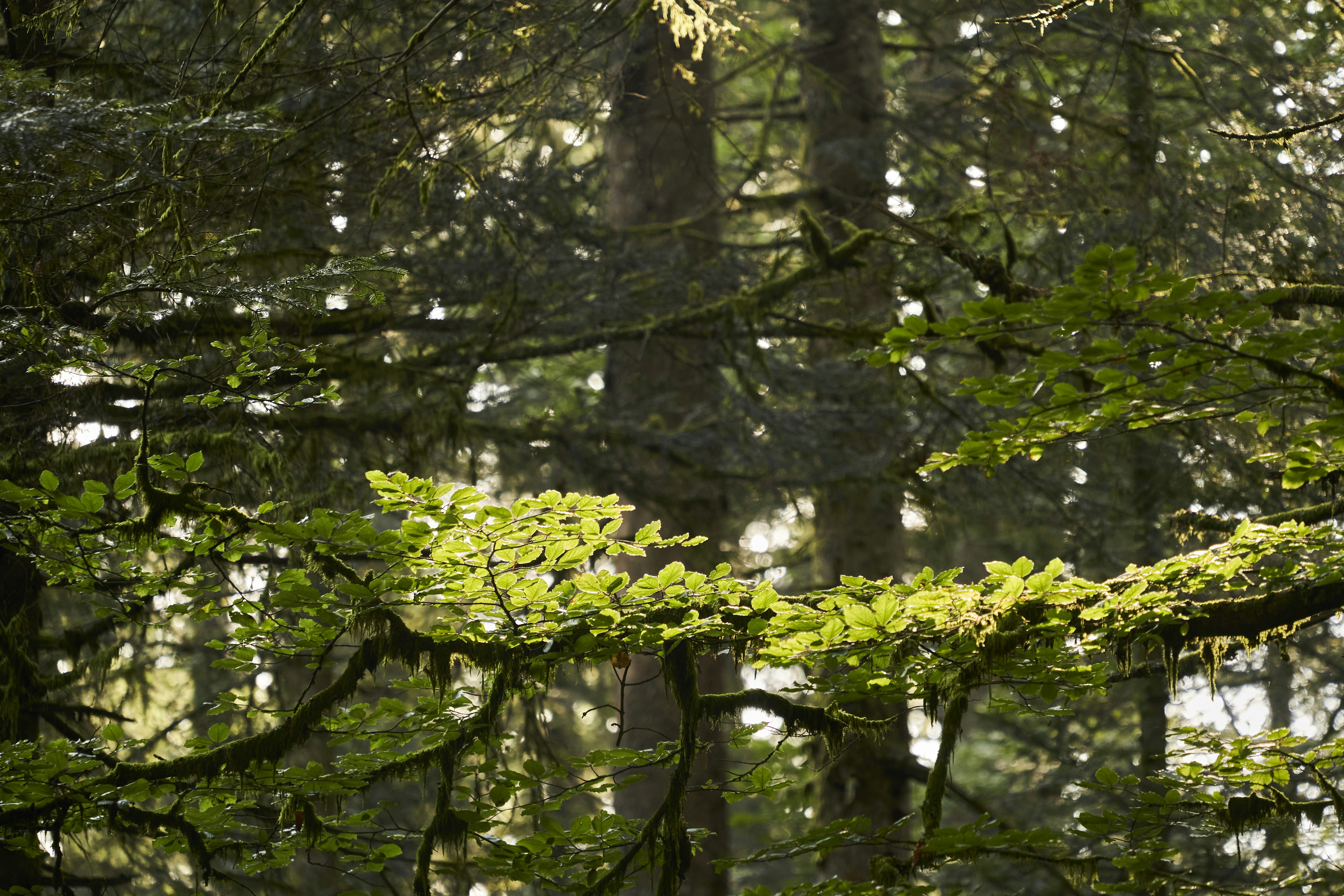 Photo by wolfgang_hasselmann