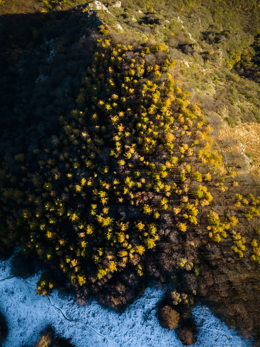 an aerial view of a tree with yellow leaves