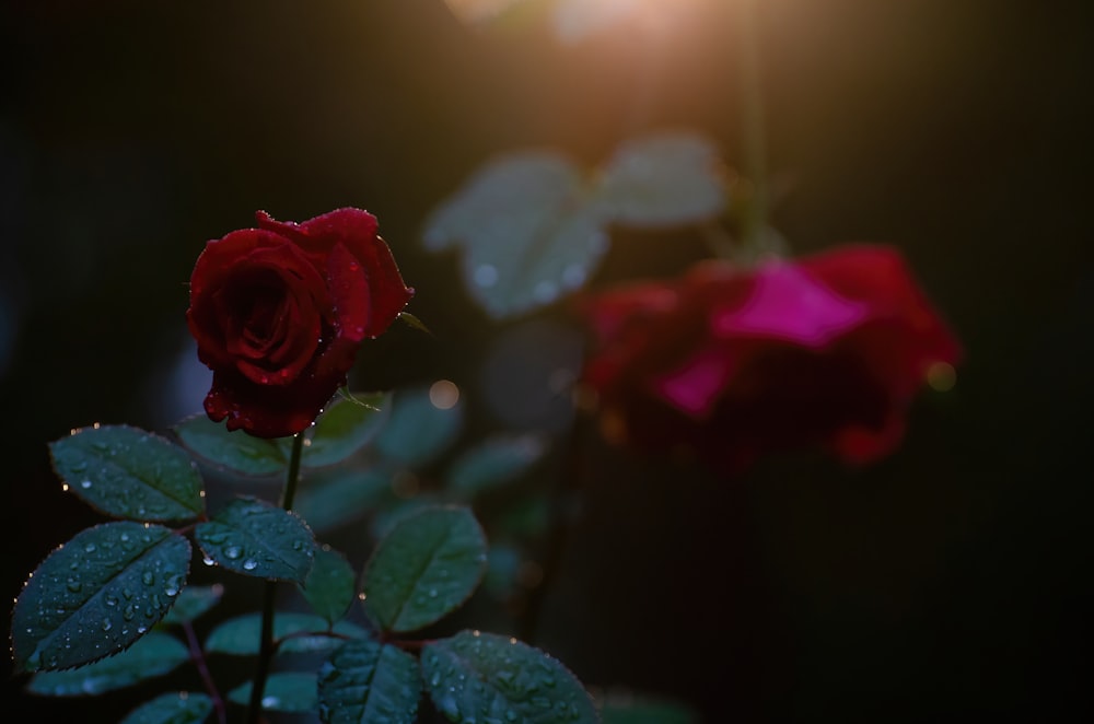 a close up of two red roses with water droplets on them