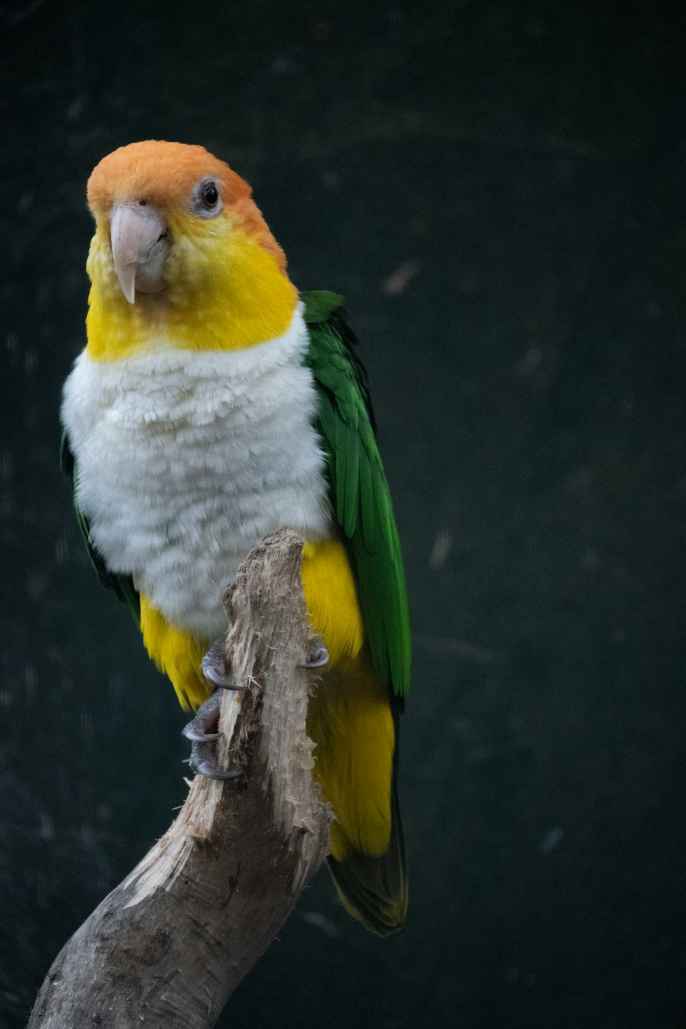 a yellow and green bird sitting on top of a tree branch