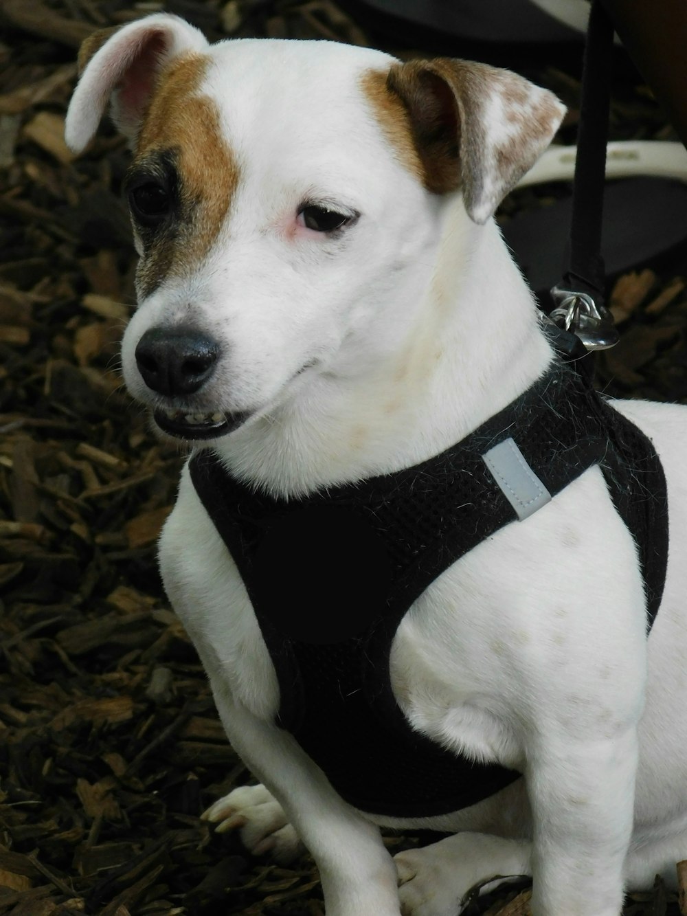 a white and brown dog wearing a black harness