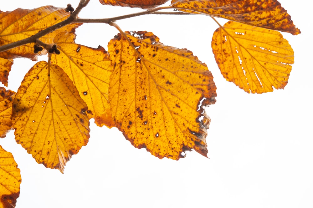 a branch of a tree with yellow leaves