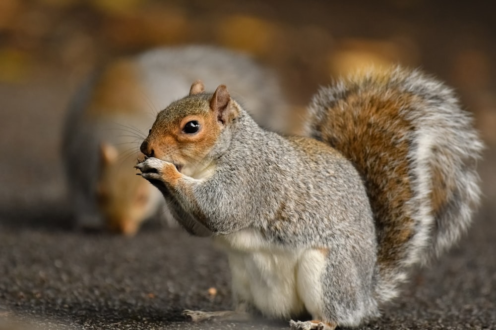 a squirrel eating a piece of food on the ground