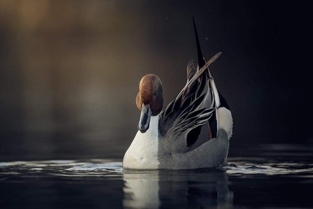 a close up of a duck in the water