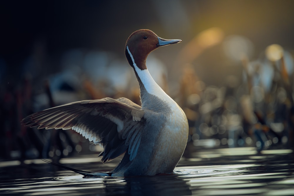 a duck flapping its wings in the water