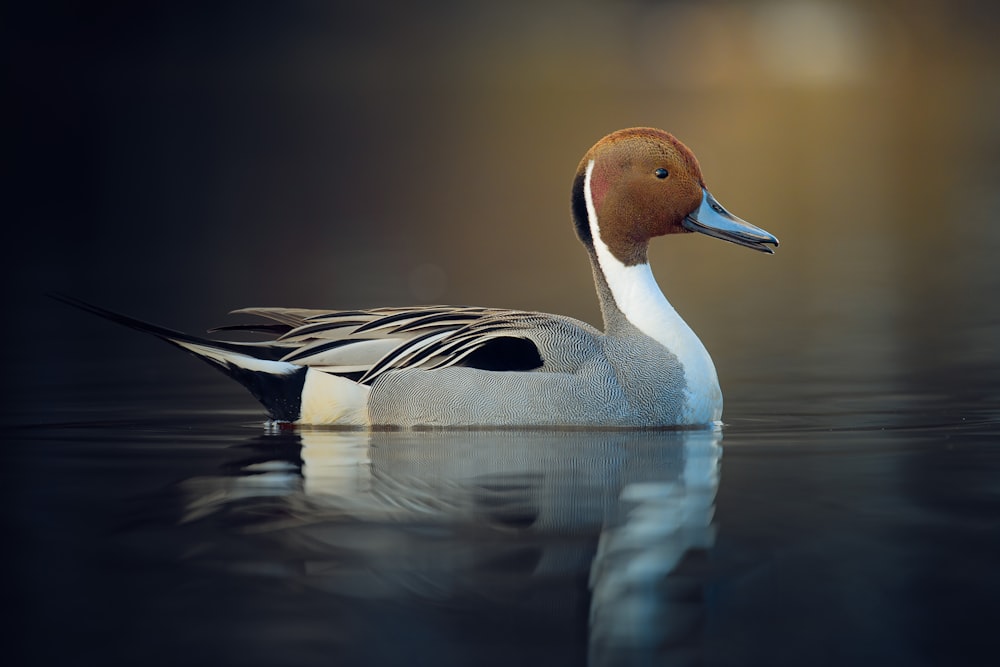 a duck floating on top of a body of water