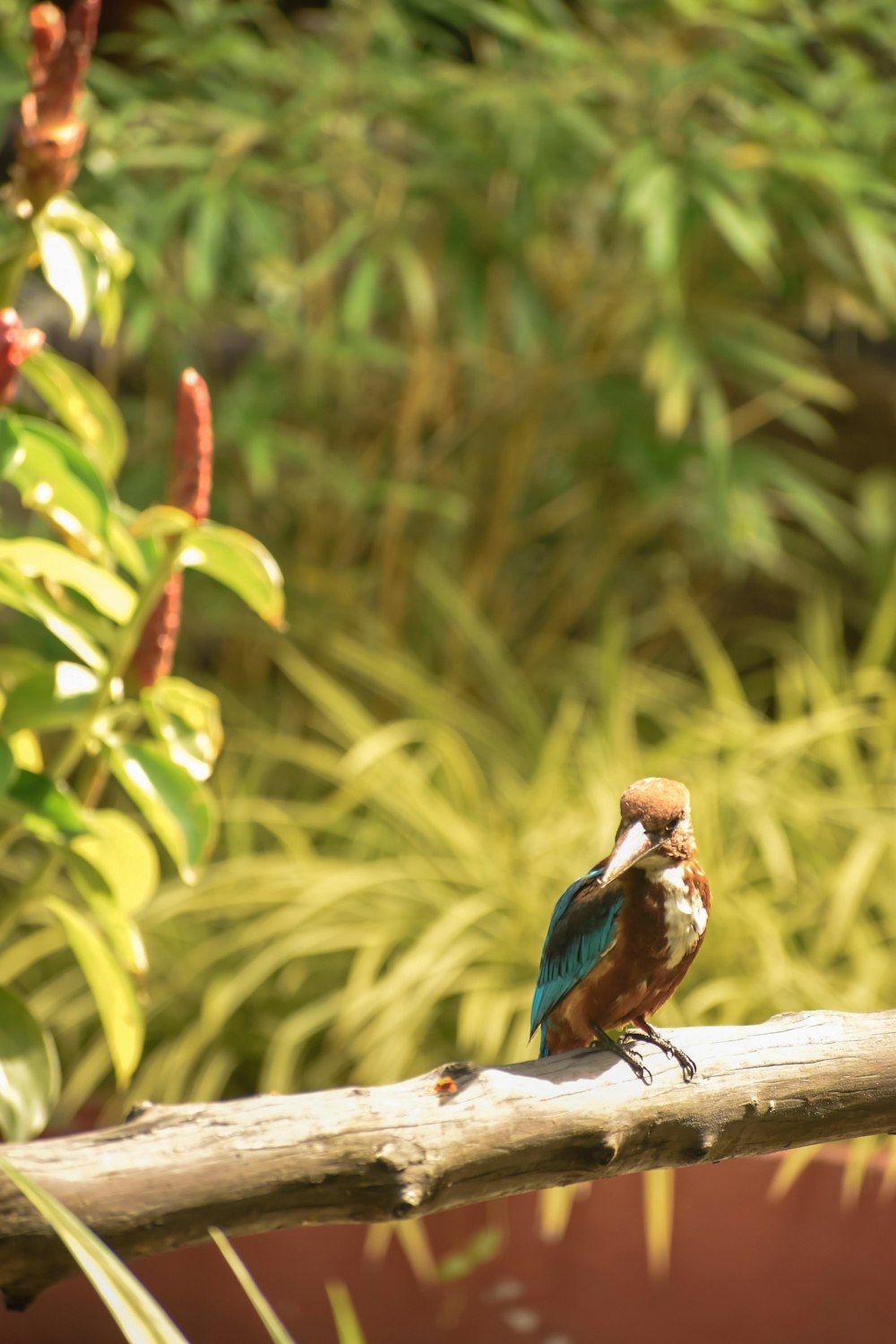 a small bird perched on a wooden branch