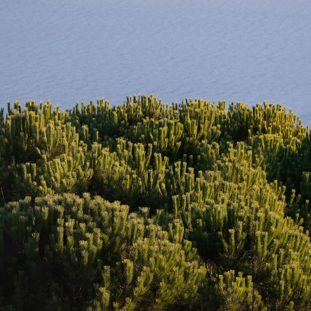 a bird sitting on top of a tree next to a body of water