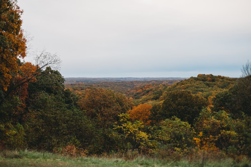 a view of a forest with lots of trees