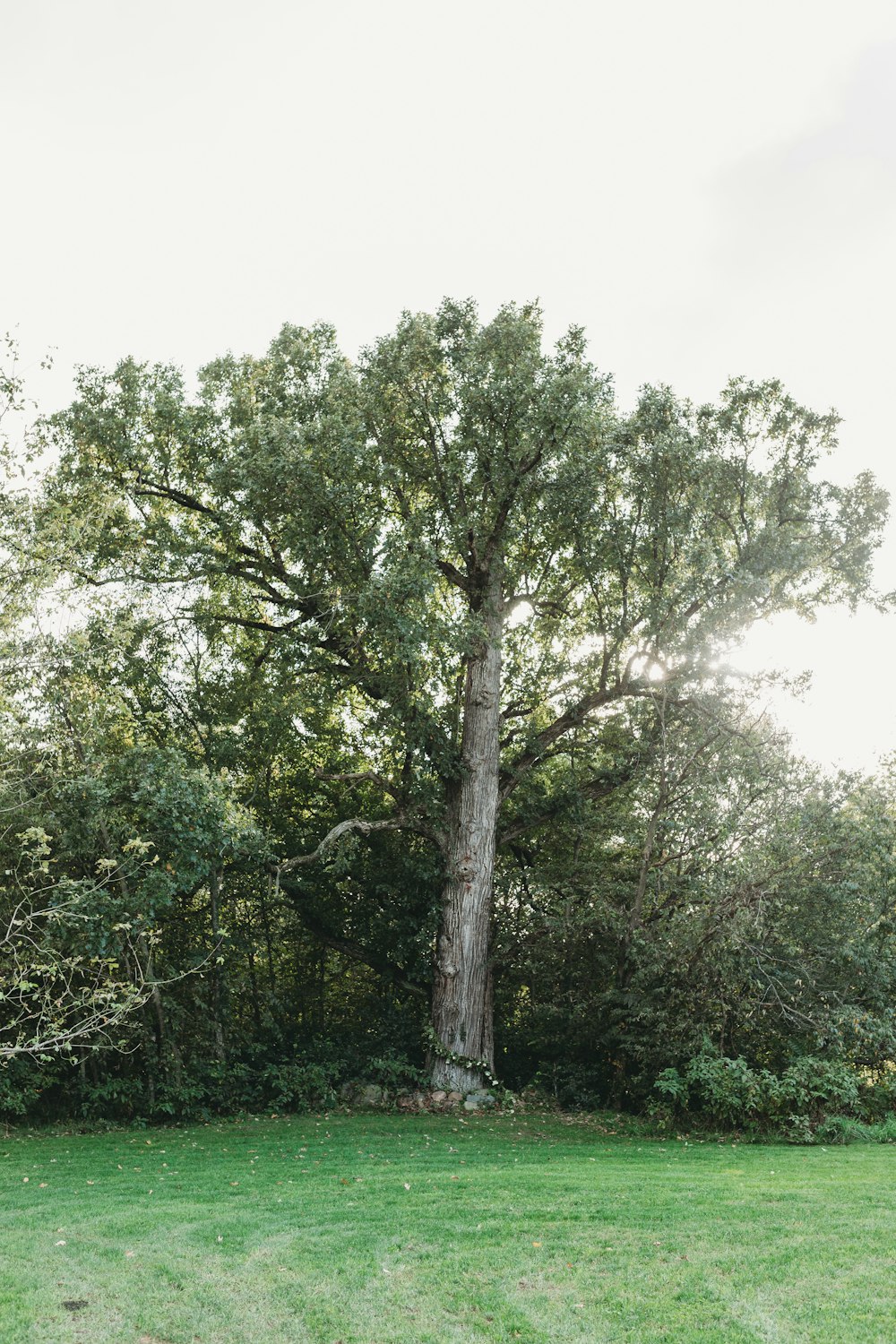 a large tree sitting in the middle of a lush green field