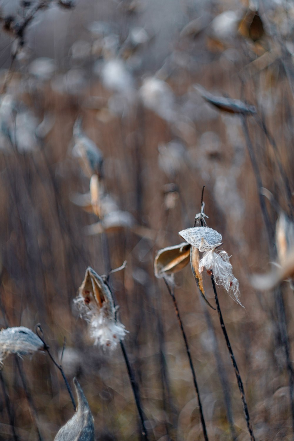 a bunch of dead flowers in a field