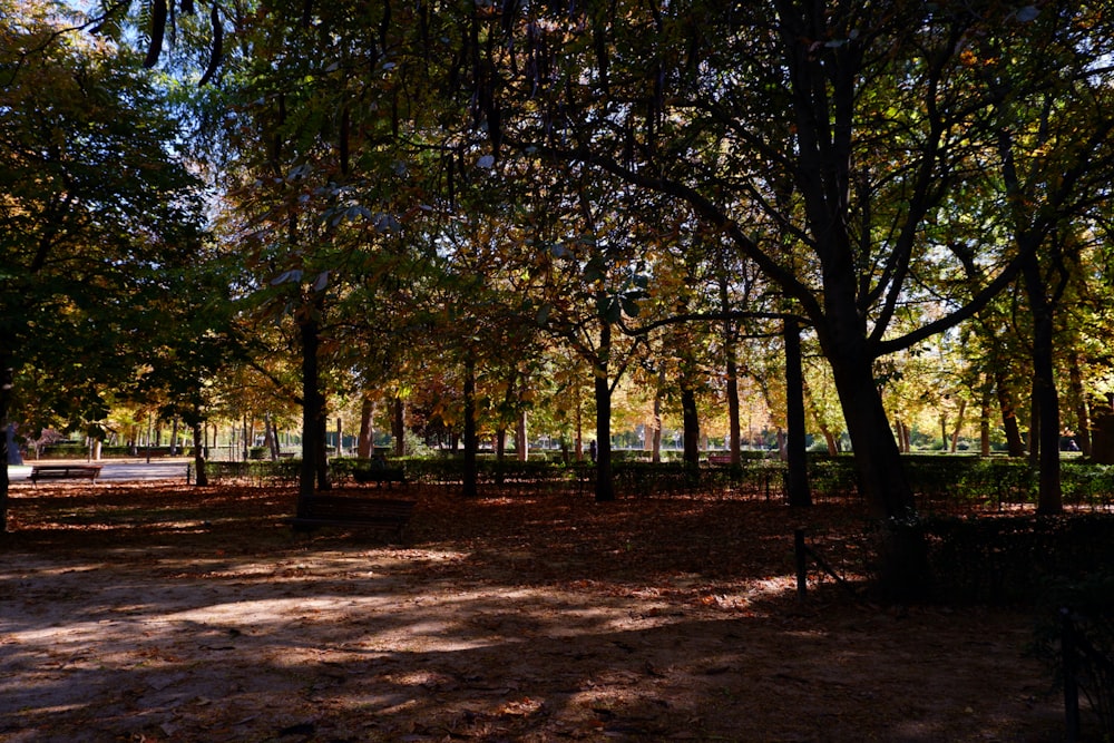 a park filled with lots of trees and a bench