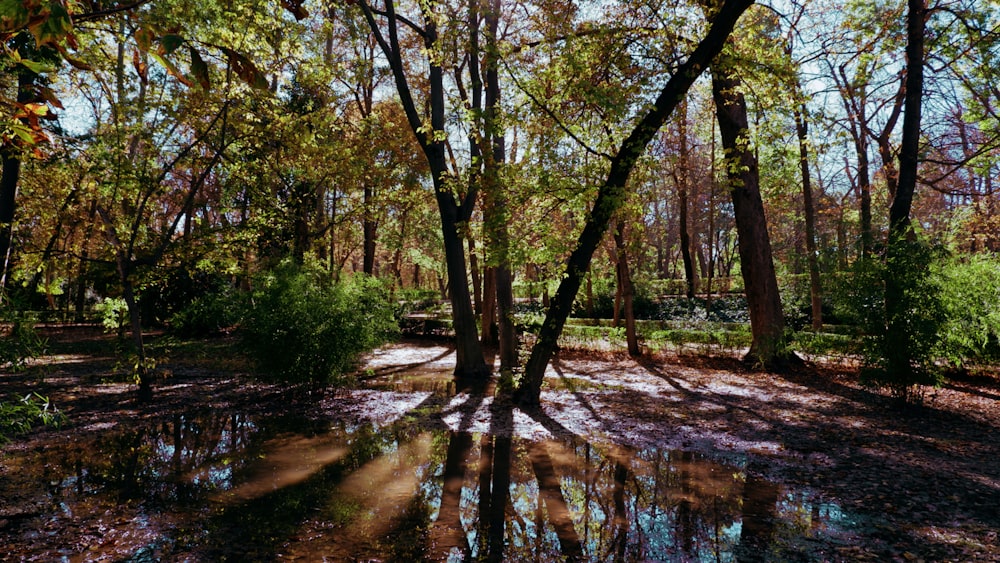 a small pond in the middle of a forest