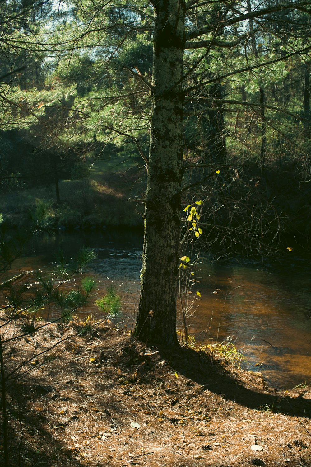 a small stream running through a forest filled with trees