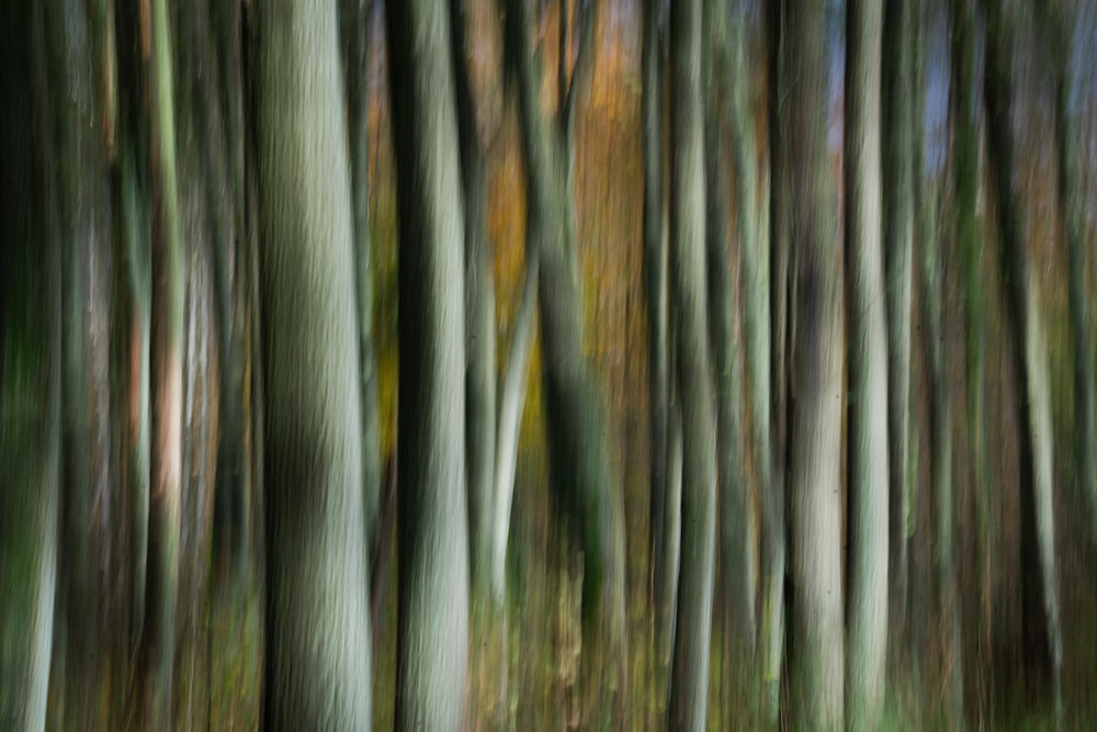 a blurry photo of trees in a forest