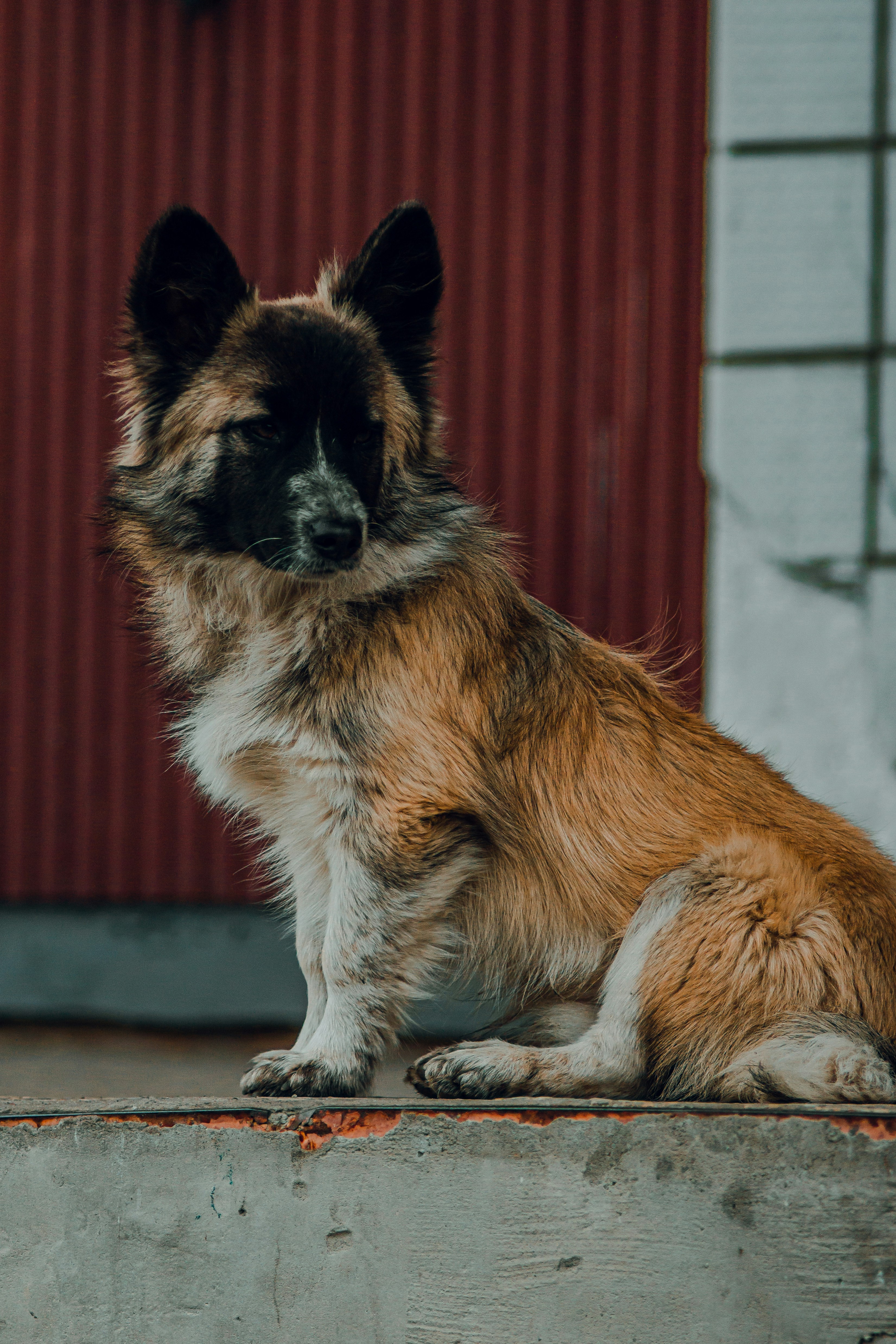 Photo by samoyedness