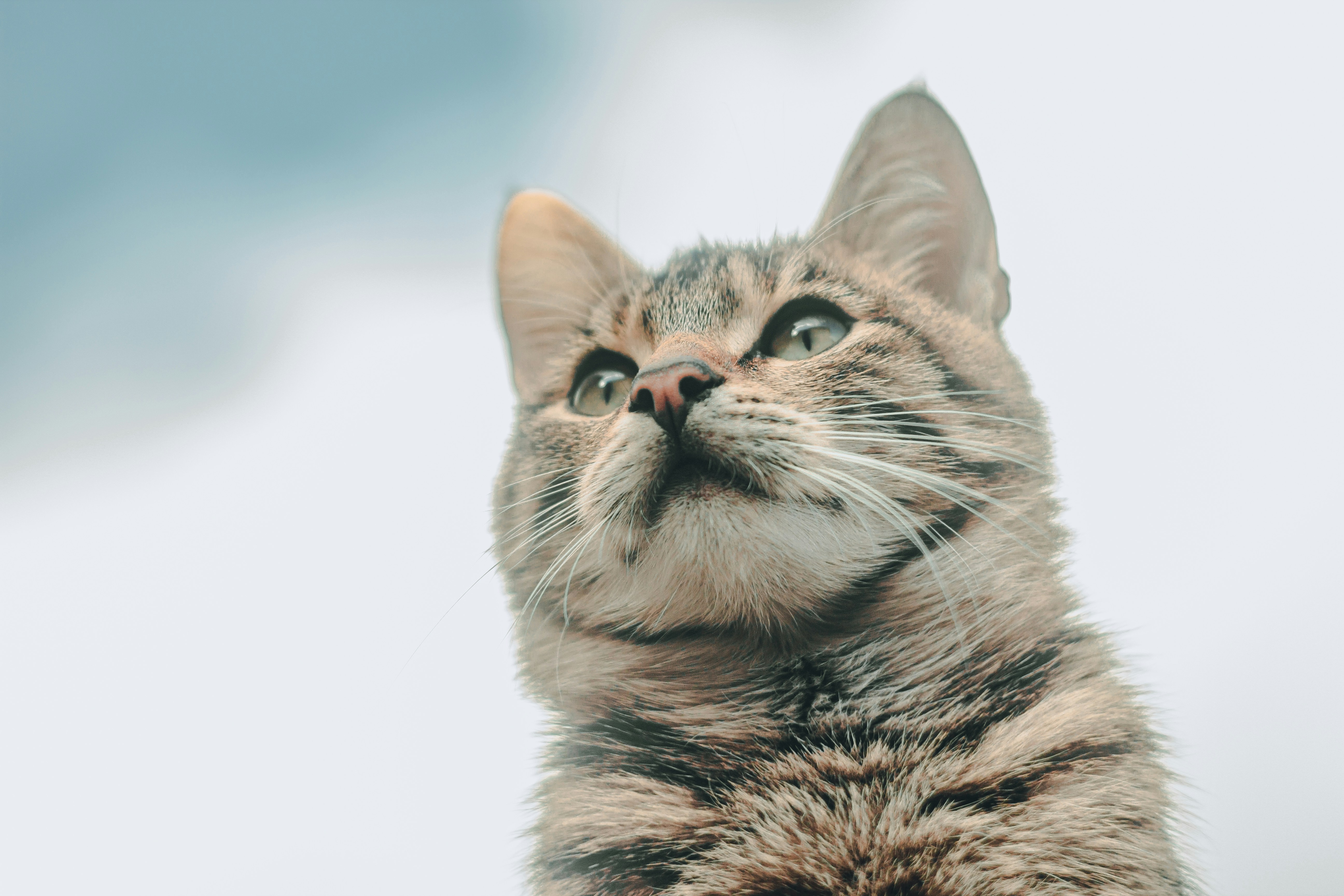 Photo by samoyedness