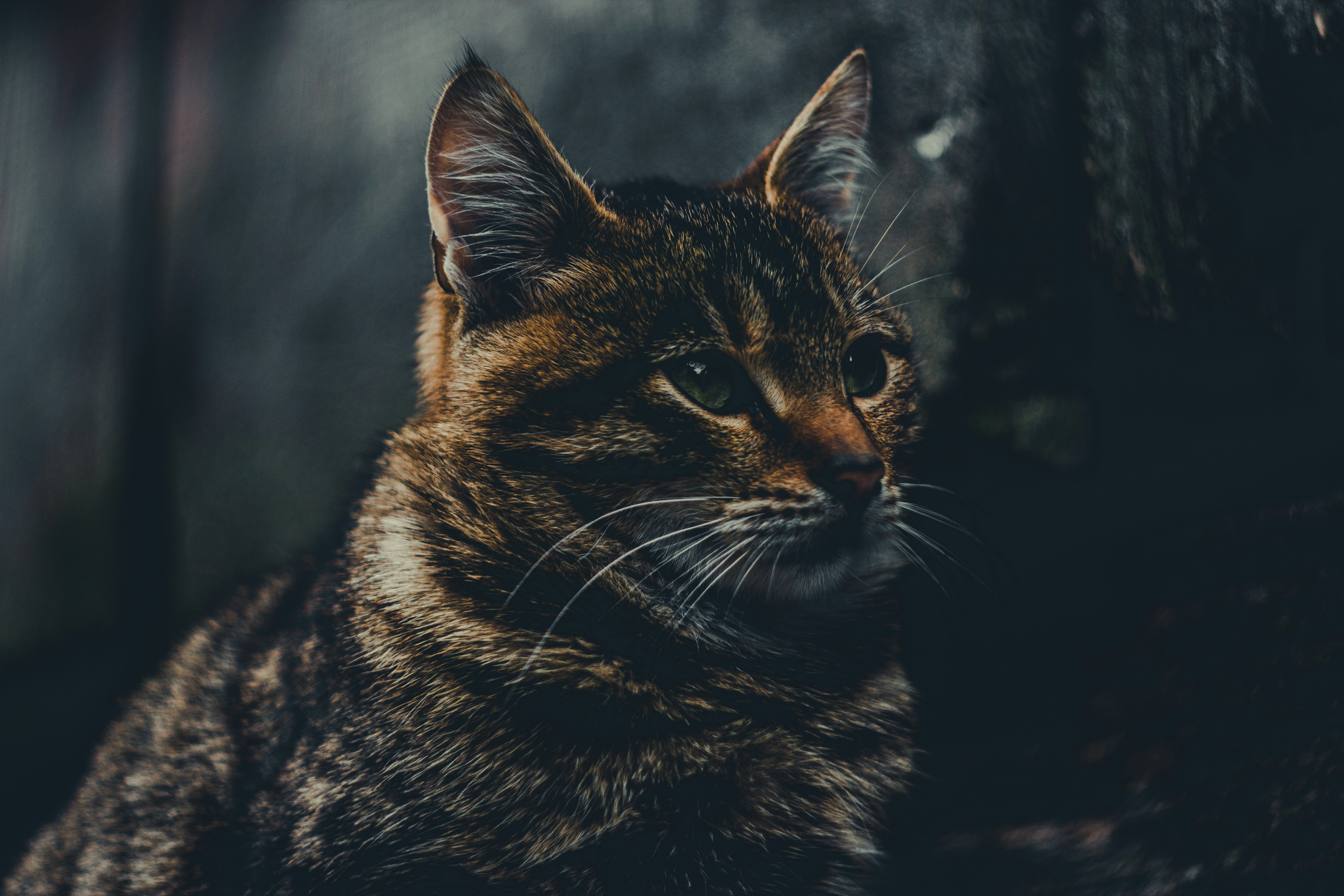 Photo by samoyedness