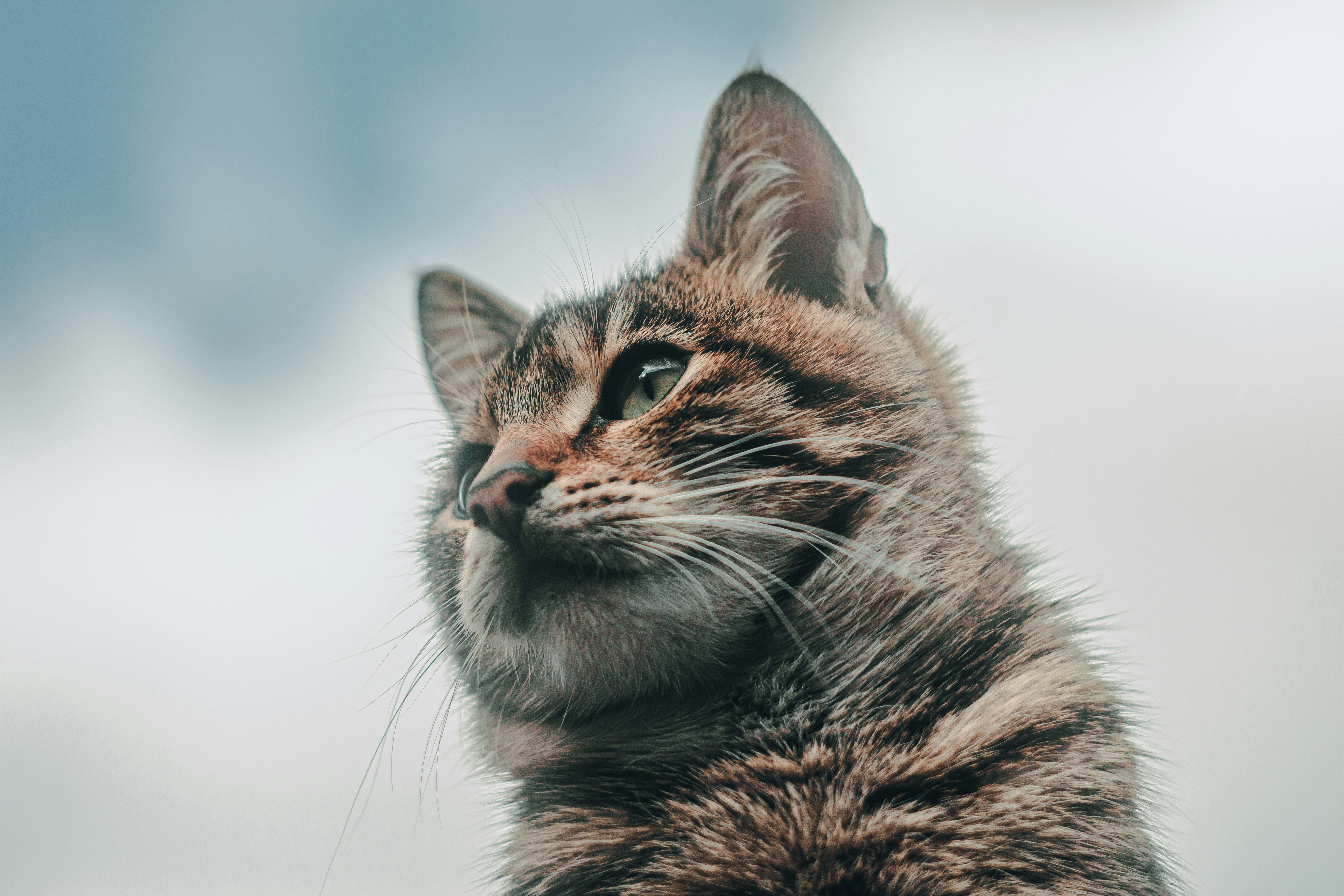 Photo by samoyedness