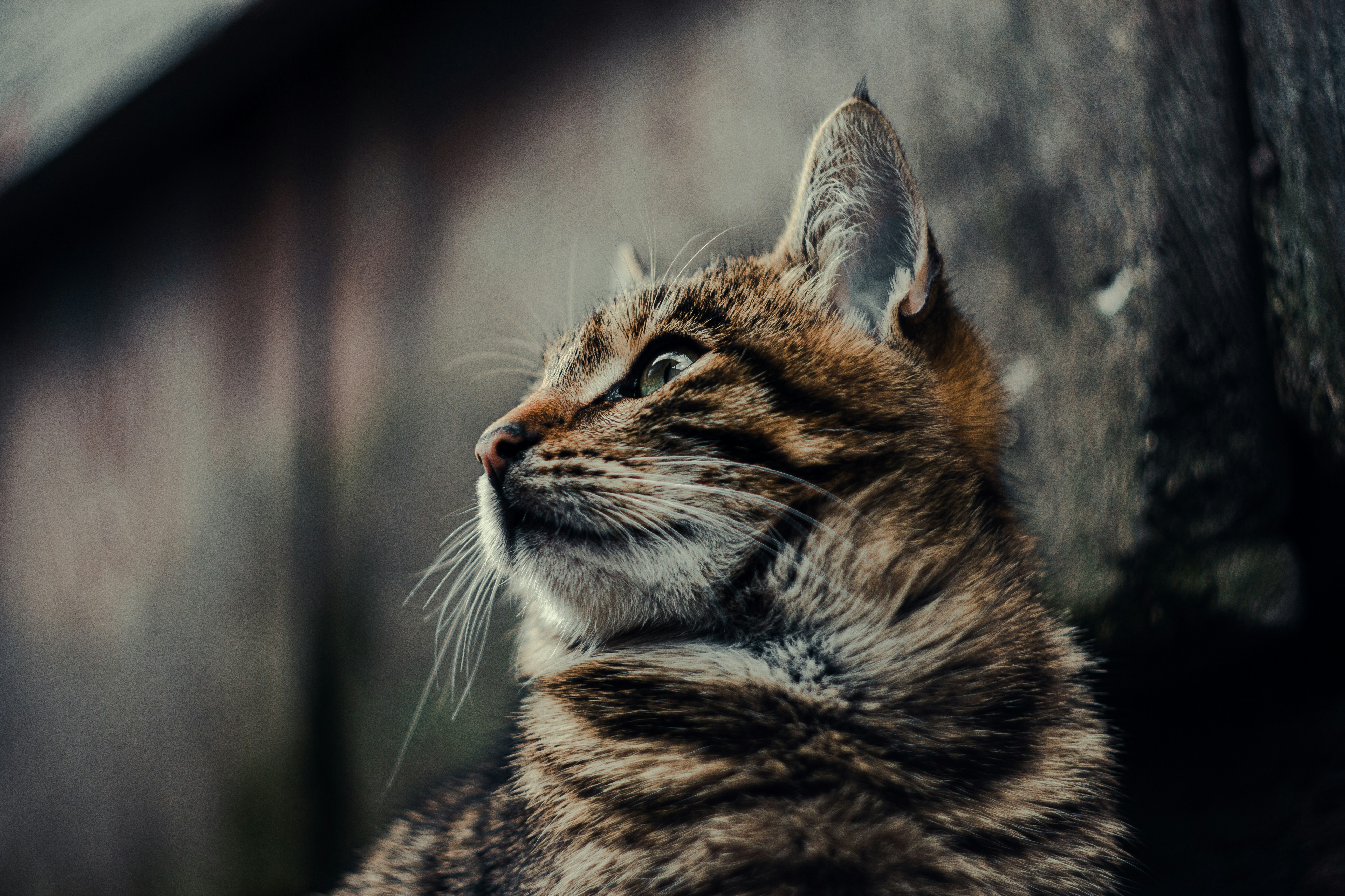 Photo by samoyedness