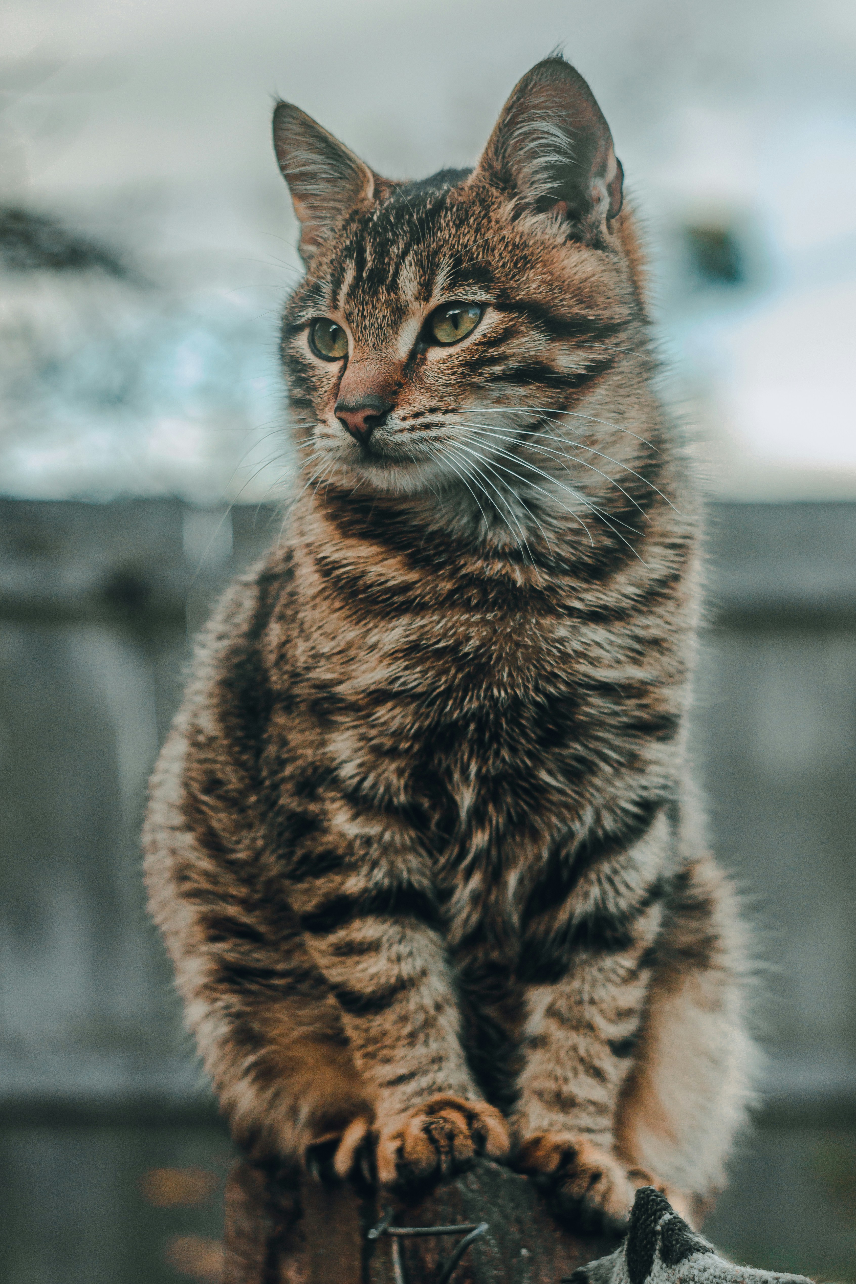 Photo by samoyedness