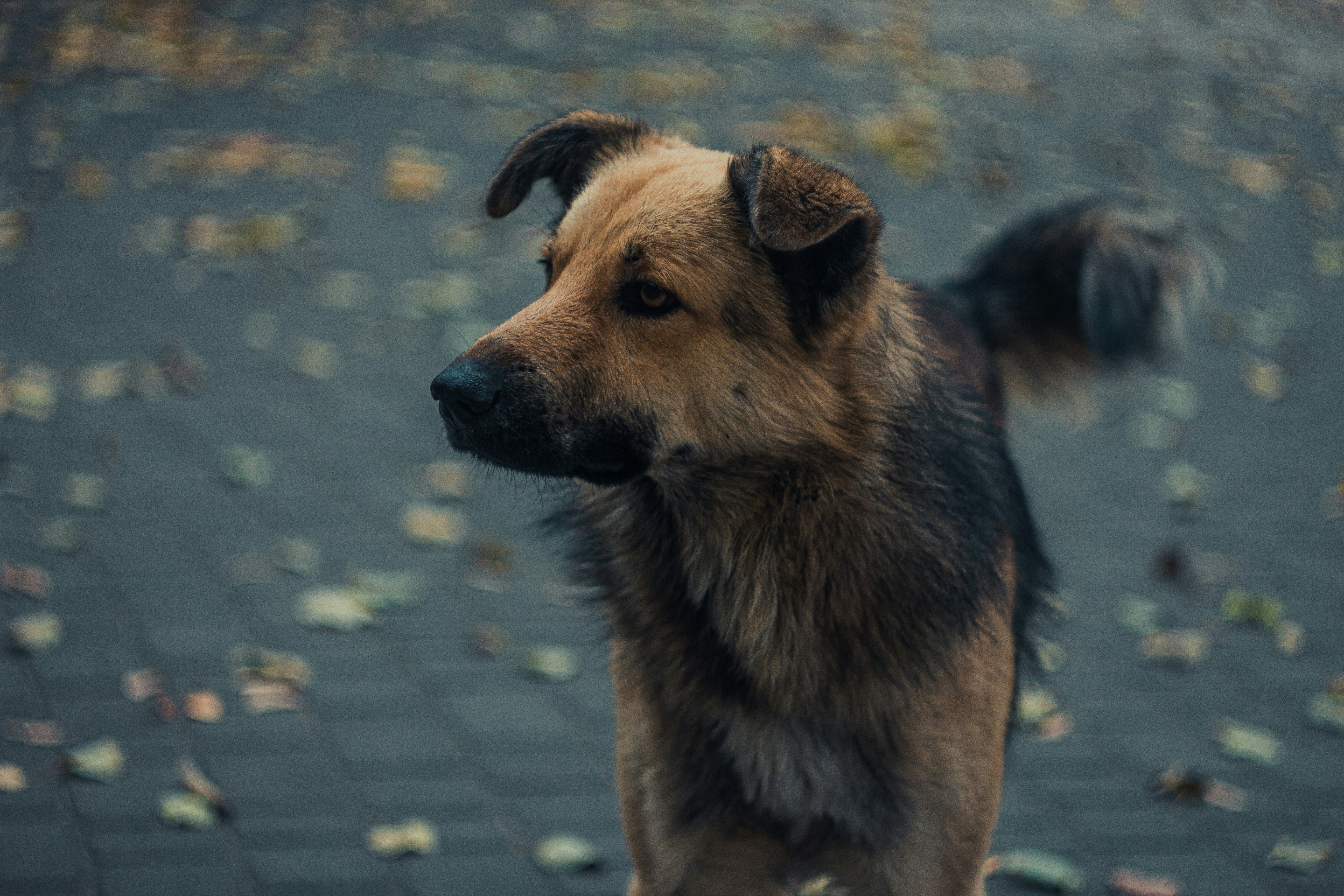 Photo by samoyedness