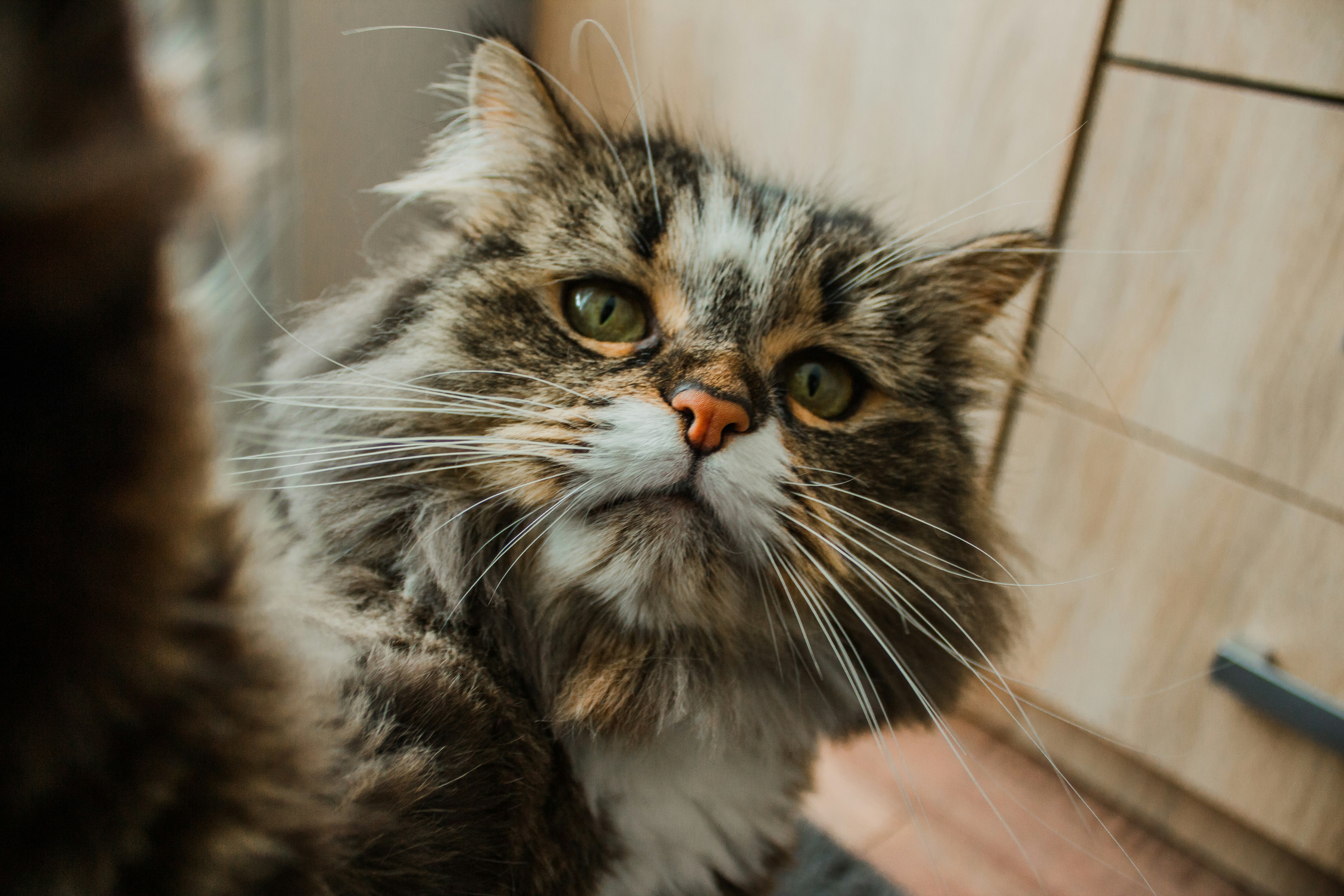 Photo by samoyedness