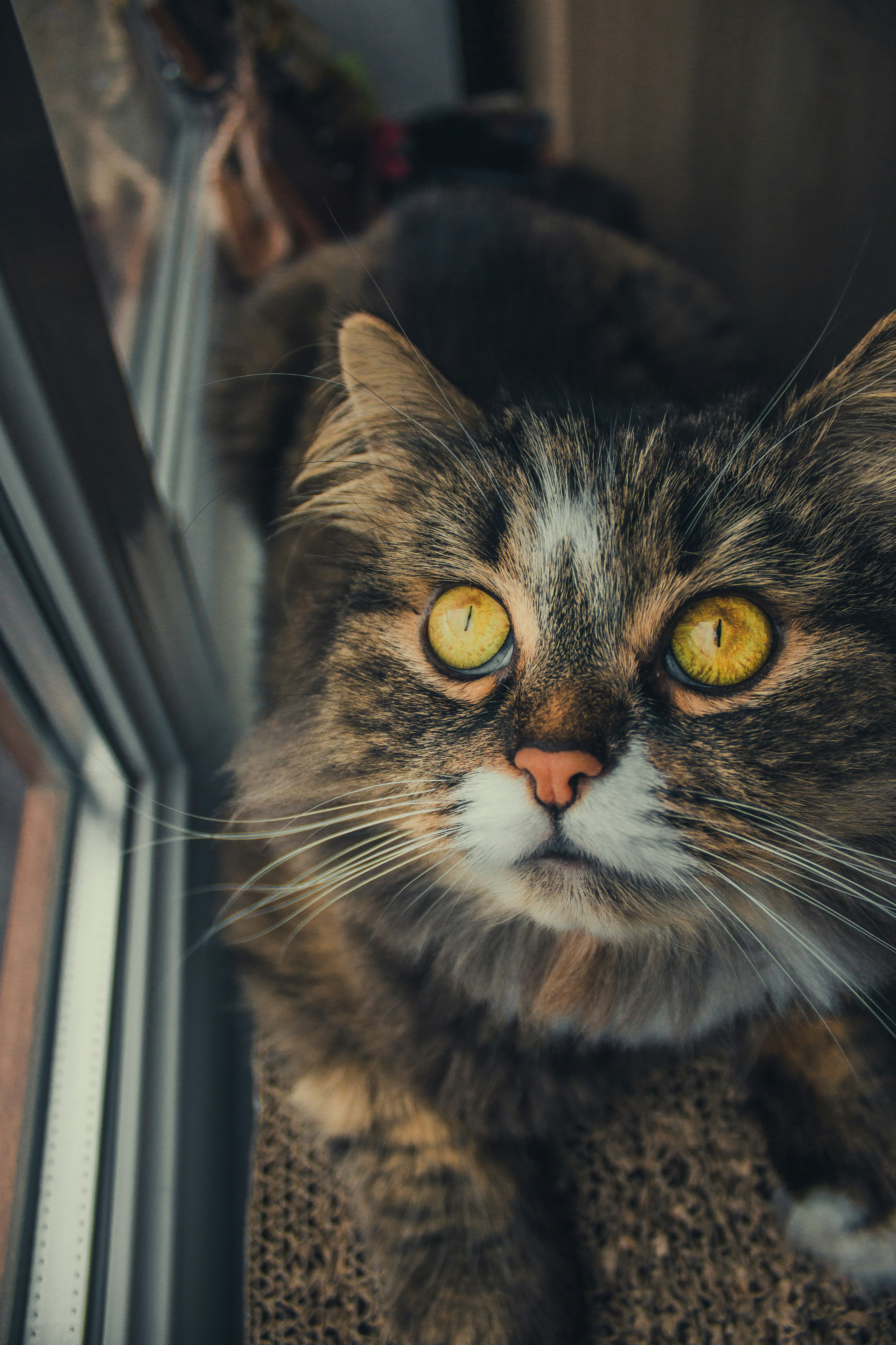 Photo by samoyedness